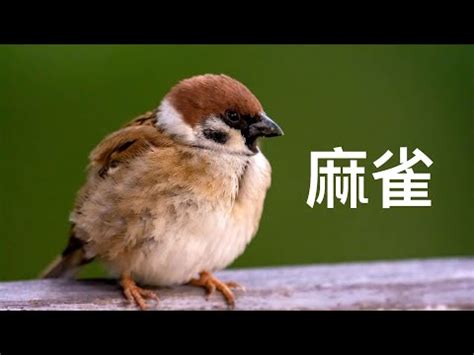 自來麻雀|【自來麻雀風水】麻雀上門，好運相伴！掌握自來麻雀風水，點亮。